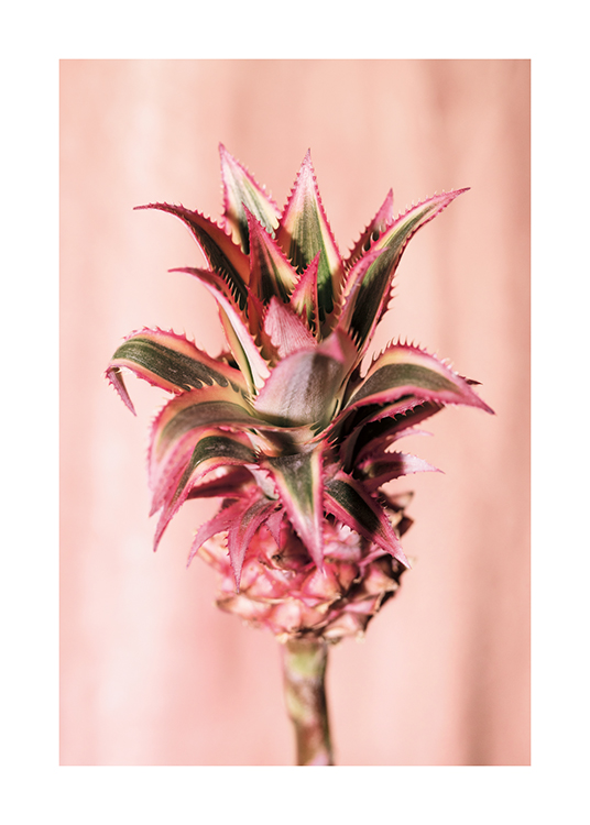  – Et fotografi av en ananasblomst mot en blekrosa bakgrunn