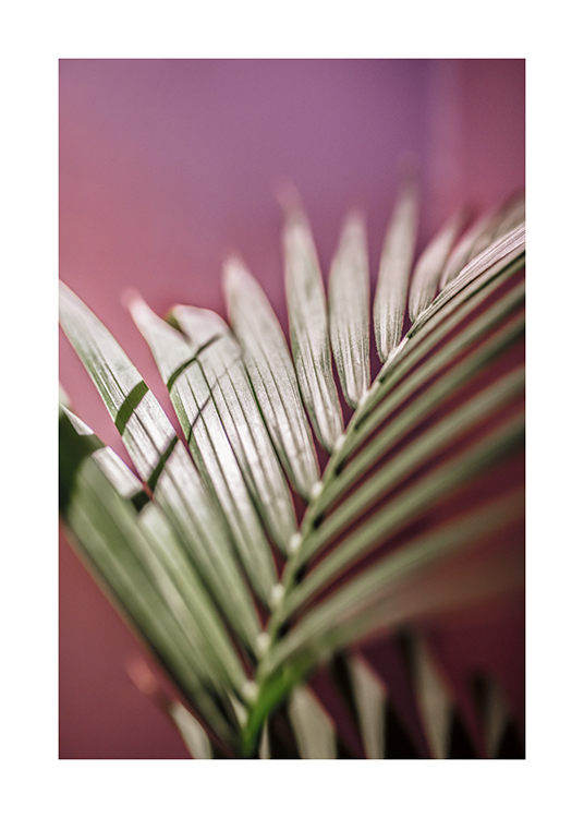  – Et fotografi av et palmeblad mot en rosa bakgrunn