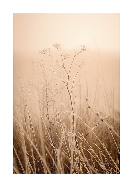  – Fotografi av en eng med gress og tørre blomster i tåken
