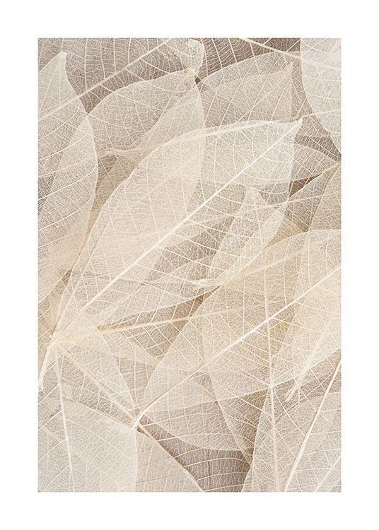  – Nærbilde av gjennomsiktige lys beige skjelettblader
