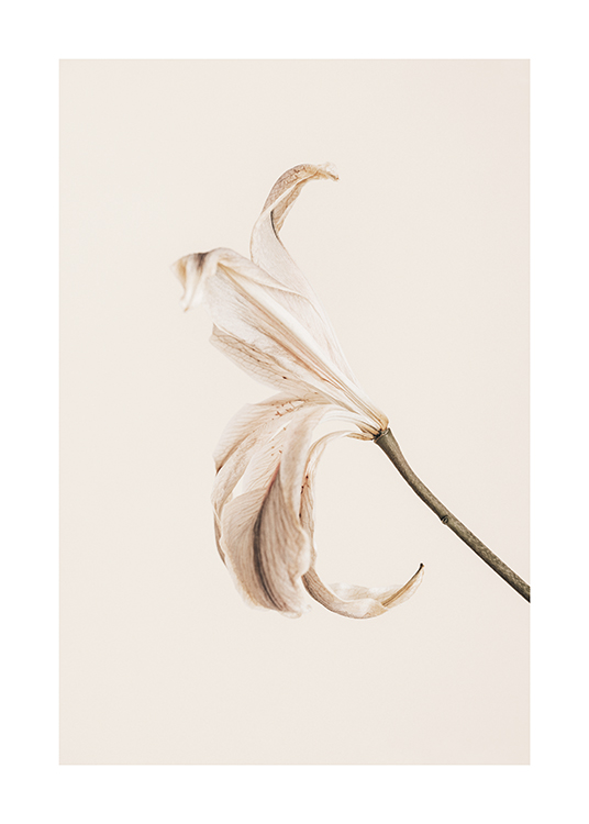  – Fotografi av en lilje med lyse kronblader mot en lys beige bakgrunn