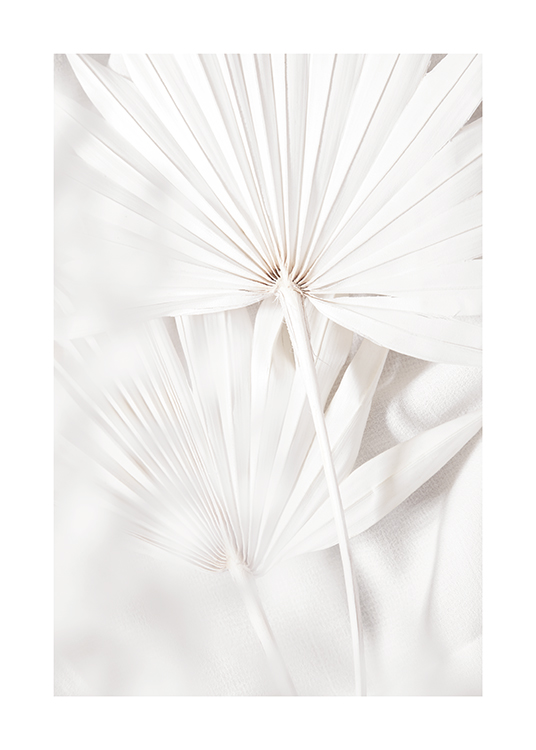  – Fotografi av hvite, plisserte palmeblader