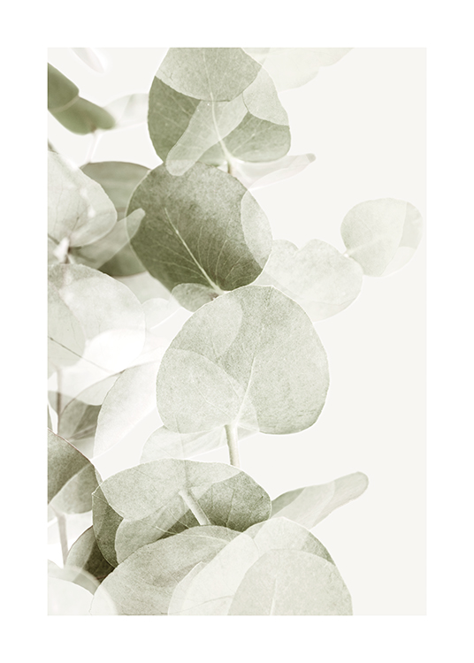  – Fotografi av grågrønne eukalyptusblader med gjennomsiktige skygger mot en lys bakgrunn