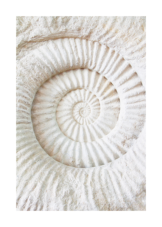  – Fotografi av en hvit fossil ammonitt med struktur