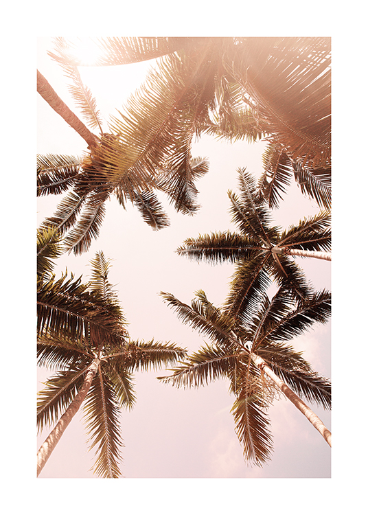  – Fotografi av palmer i sollys, sett fra undersiden mot en lyserosa himmel