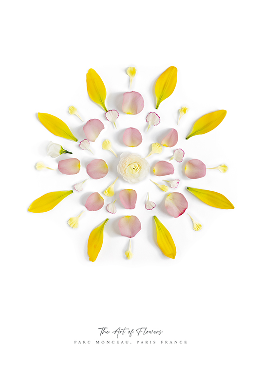  – Fotografi av kronblader i gult og rosa, som ligger i en sirkel mot en hvit bakgrunn