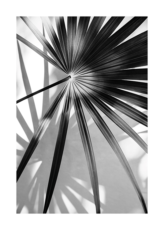  – Svarthvitt-fotografi av et palmeblad med skyggen i bakgrunnen