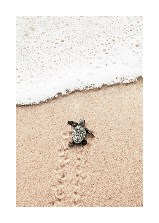  – Fotografi av en liten babyskilpadde som går mot havet på en strand