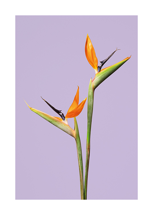  – Et bilde av blomsten paradisfugl mot en lilla bakgrunn