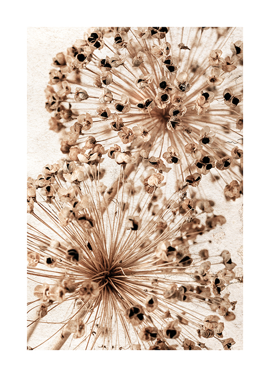  – Fotografi av to beige alliumblomster med tørkede kronblader mot en lys bakgrunn