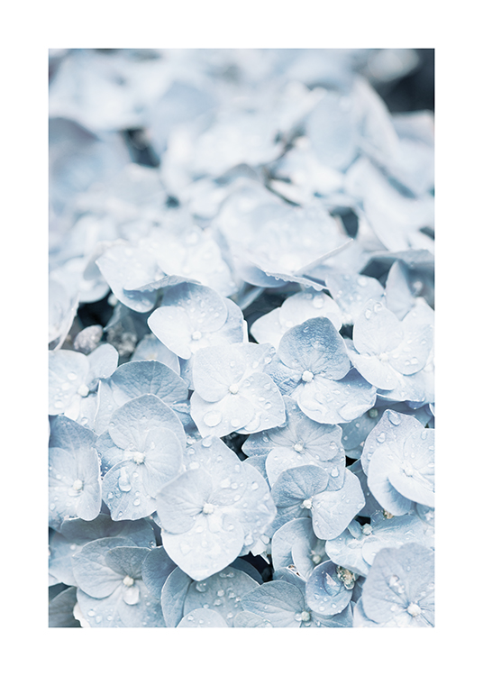  – Nærbilde av en lyseblå hortensia med vanndråper på bladene