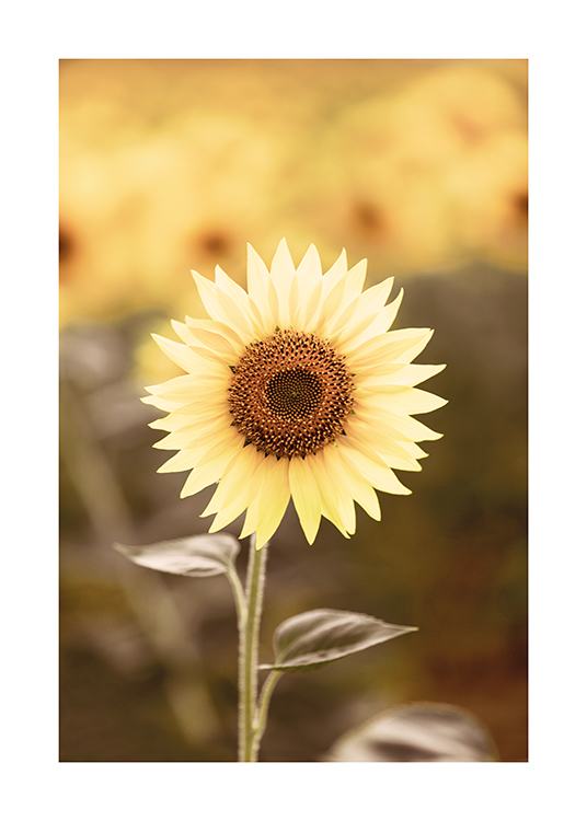  – Fotografi av en solsikke, med en uskarp eng med solsikker i bakgrunnen