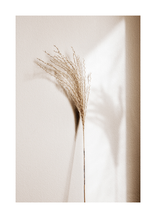  – Fotografi av et beige siv med skygge, mot en lys vegg