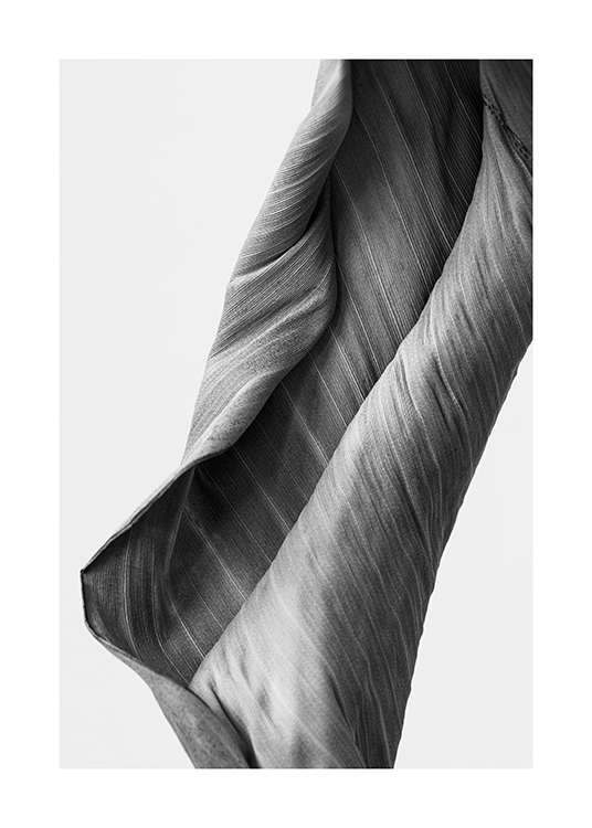  – Svarthvitt-fotografi av et buet blad med striper i