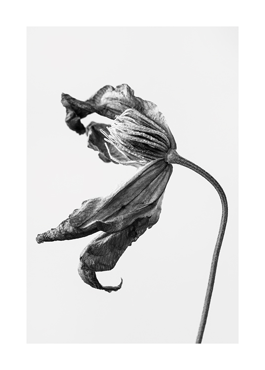  – Svarthvitt-fotografi av en rynkete blomst mot en lysegrå bakgrunn