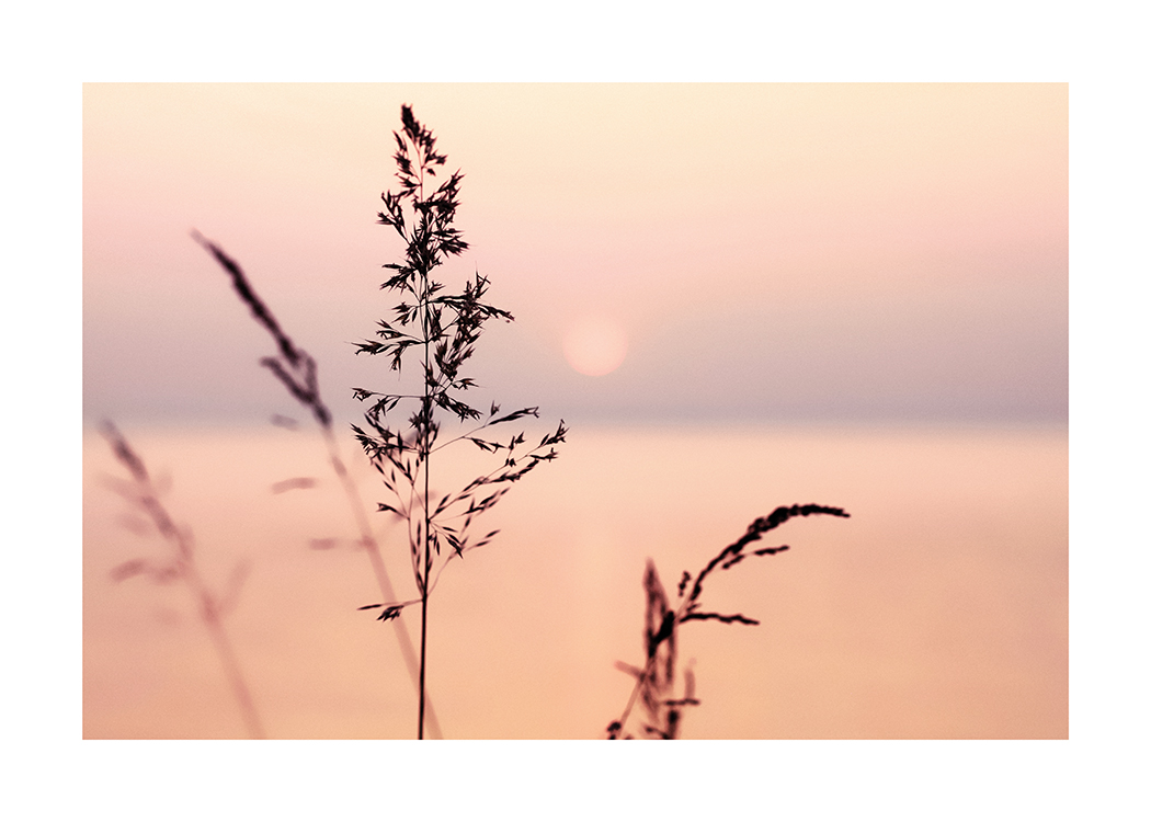  – Fotografi av en lilla og rosa solnedgang med gress i forgrunnen