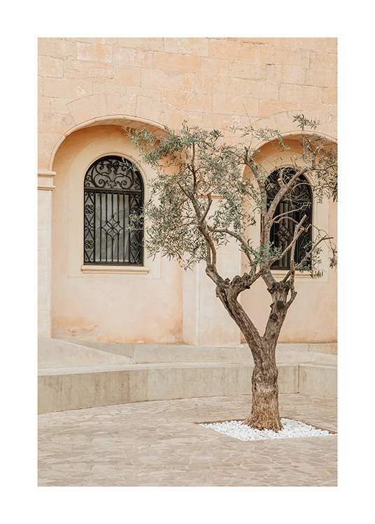  – Et bilde av et oliventre i en av Mallorcas gater