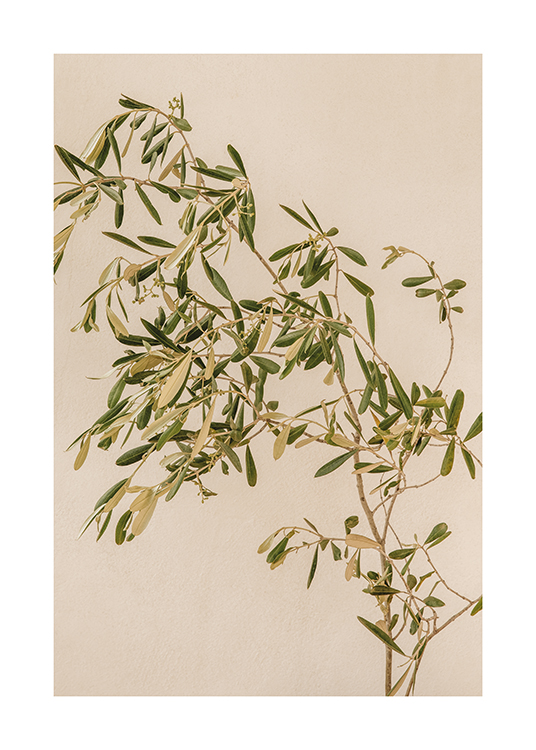  – Et bilde av en olivengren med en beige bakgrunn