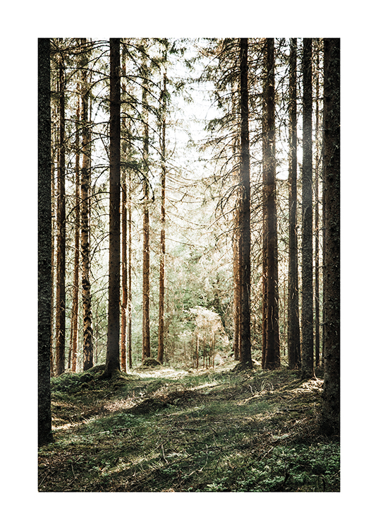  – Fotografi av en skog med furutrær, med solen som skinner i bakgrunnen