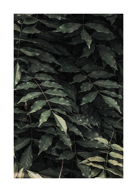  – Fotografi av mørkegrønne blader