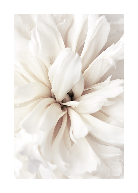  – Nærbilde av en blomst med hvite kronblader