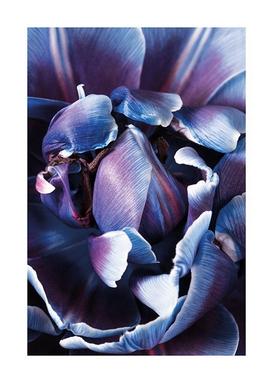  – Nærbilde av en lilla og blå blomst