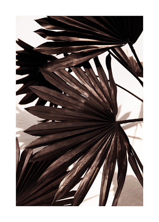  – Fotografi av plisserte palmeblader i svart mot en lys bakgrunn