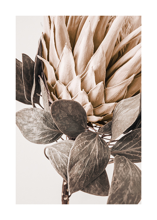  – Nærbilde av en beige protea med grågrønne blader mot en lys bakgrunn