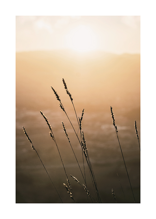  – Fotografi av en solnedgang med gress i forgrunnen mot en uskarp bakgrunn