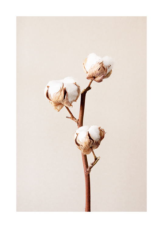  – Fotografi av tre hvite bomullsblomster på en grein mot en beige bakgrunn