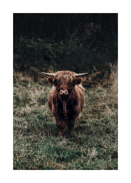  – Fotografi av en høylandsku med brun pels, som står i en eng med grønt gress