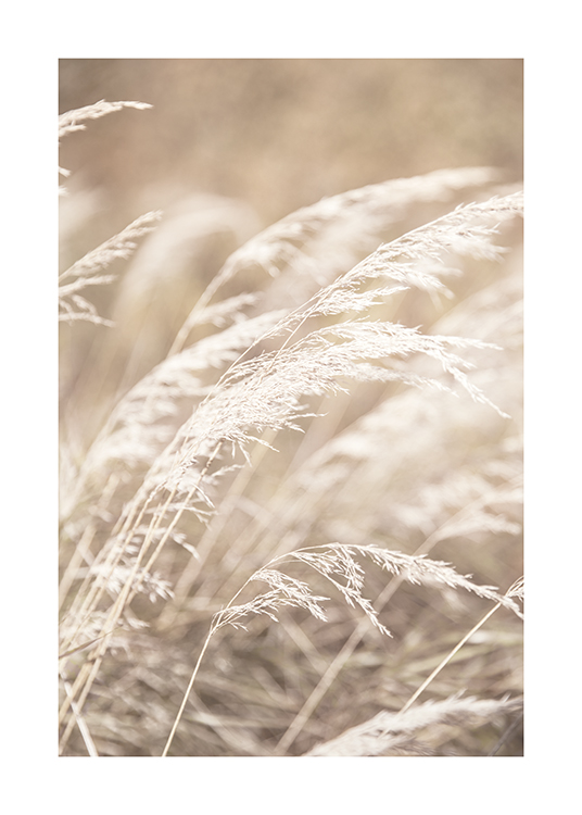 – Et fotografi av tørket, lyst gress i en beige åker