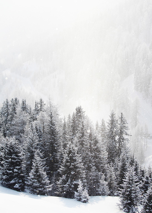 – Et fotografi av granskog og fjell om vinteren