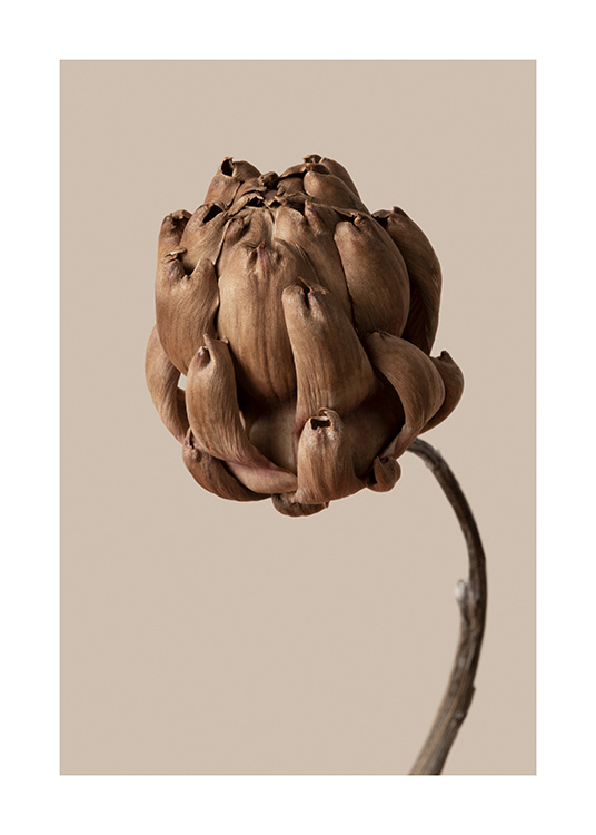 – Et fotografi av en brun botanisk blomst mot en brun/beige bakgrunn