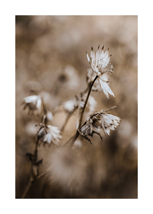 – En plakat med tørkede blomster mot en uskarp bakgrunn, i rolige nyanser av brunt/beige