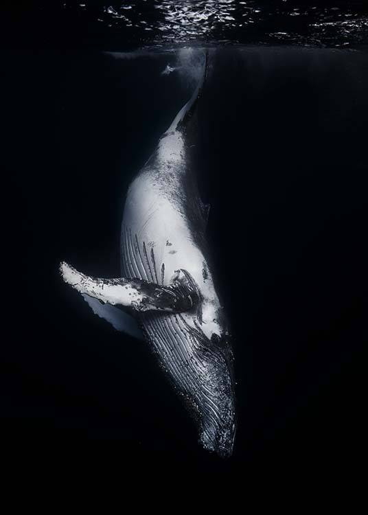 Whale 1 Plakat / Fotokunst hos Desenio AB (2082)