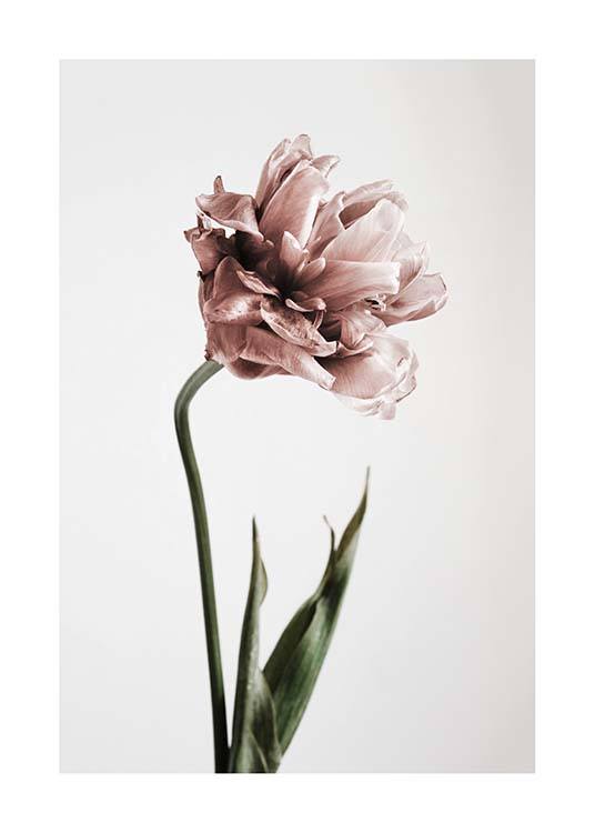 Pink Tulipe No1 Plakat / Fotokunst hos Desenio AB (2119)