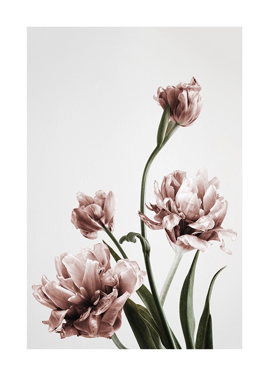 – Fotografi av en bukett rosa tulipaner i full blomst, mot en grå bakgrunn