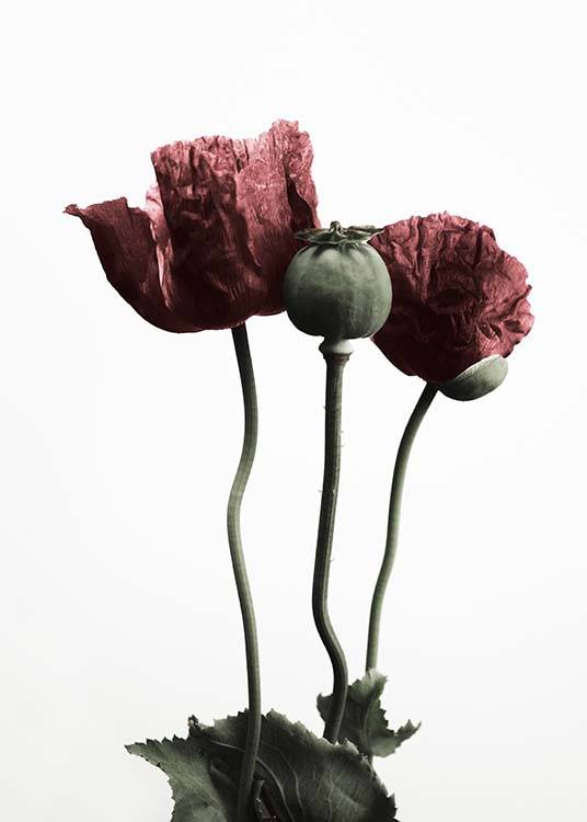 Red Poppy Flower Plakat / Botaniske hos Desenio AB (2122)