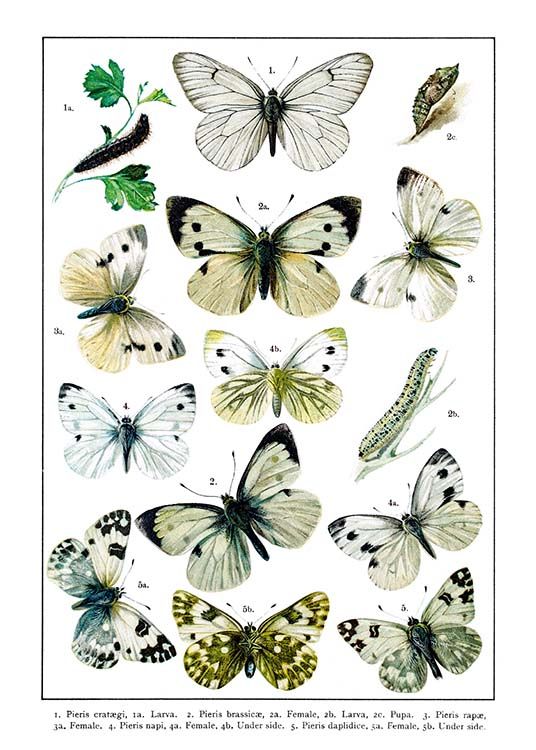 White Garden Butterflies Plakat / Vintage hos Desenio AB (2282)