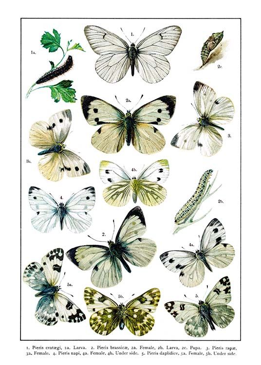 White Garden Butterflies Plakat