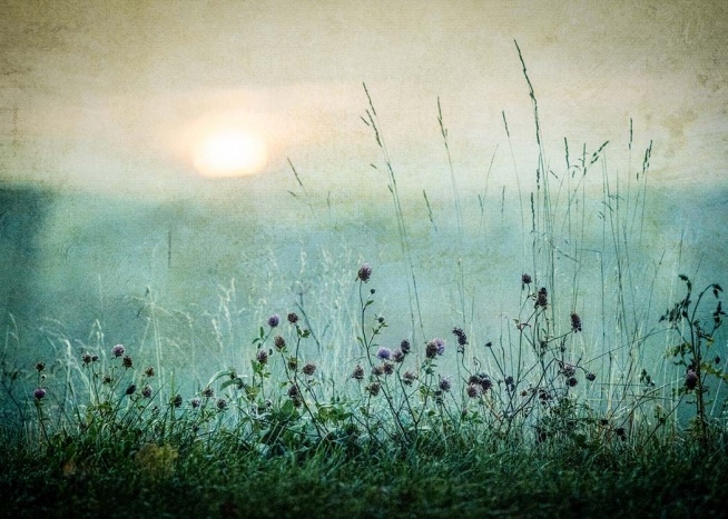 Meadow In Dawn Plakat
