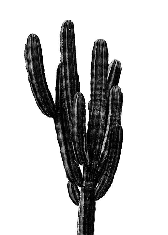 Black Cactus Three Plakat / Svarthvitt hos Desenio AB (2431)