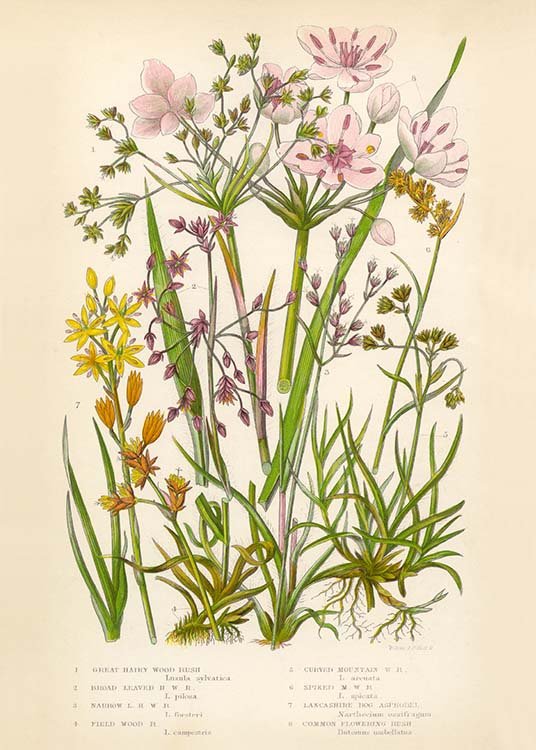 Vintage Flowers Two Plakat