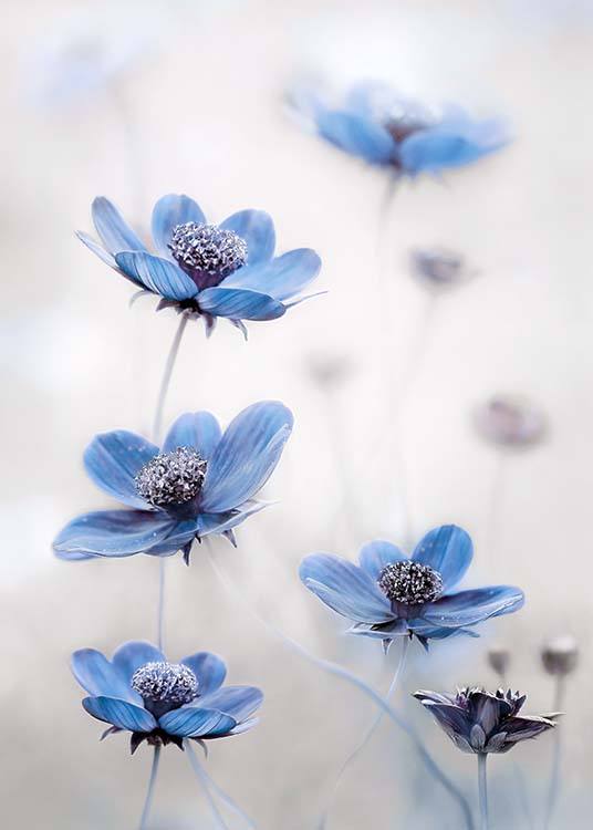 Cosmos Blue Plakat