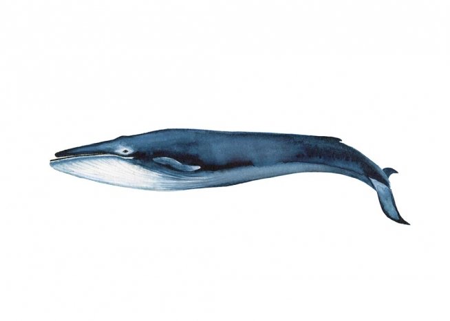 Blue Whale Plakat / Insekter & dyr hos Desenio AB (2541)