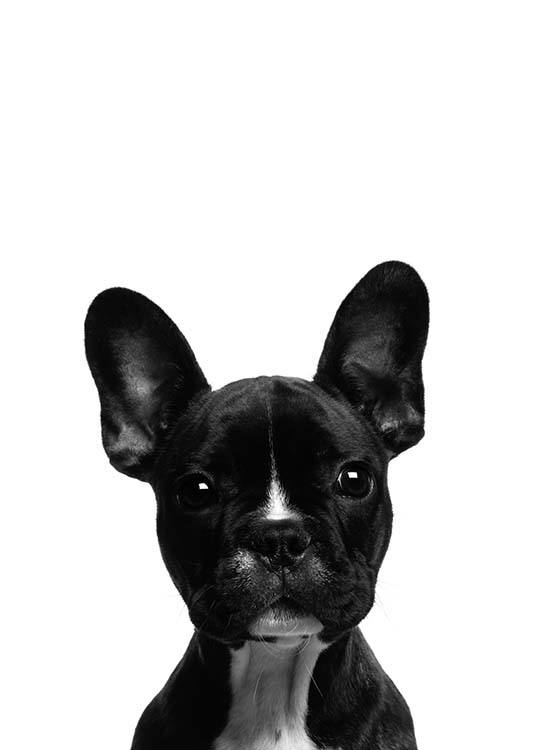 Frenchie Plakat