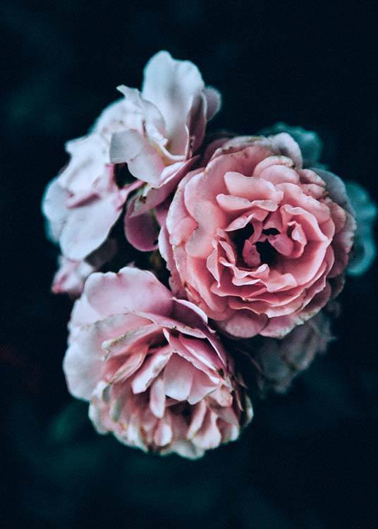 Roses Plakat / Fotokunst hos Desenio AB (2725)
