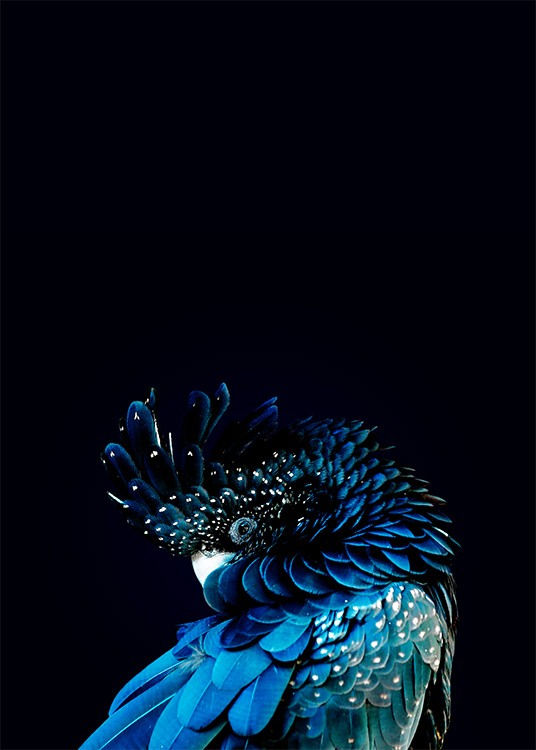 Blue Cockatoo Plakat / Fotokunst hos Desenio AB (2730)