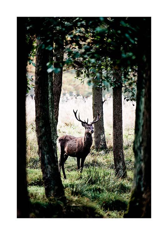 Stag In Forest Plakat